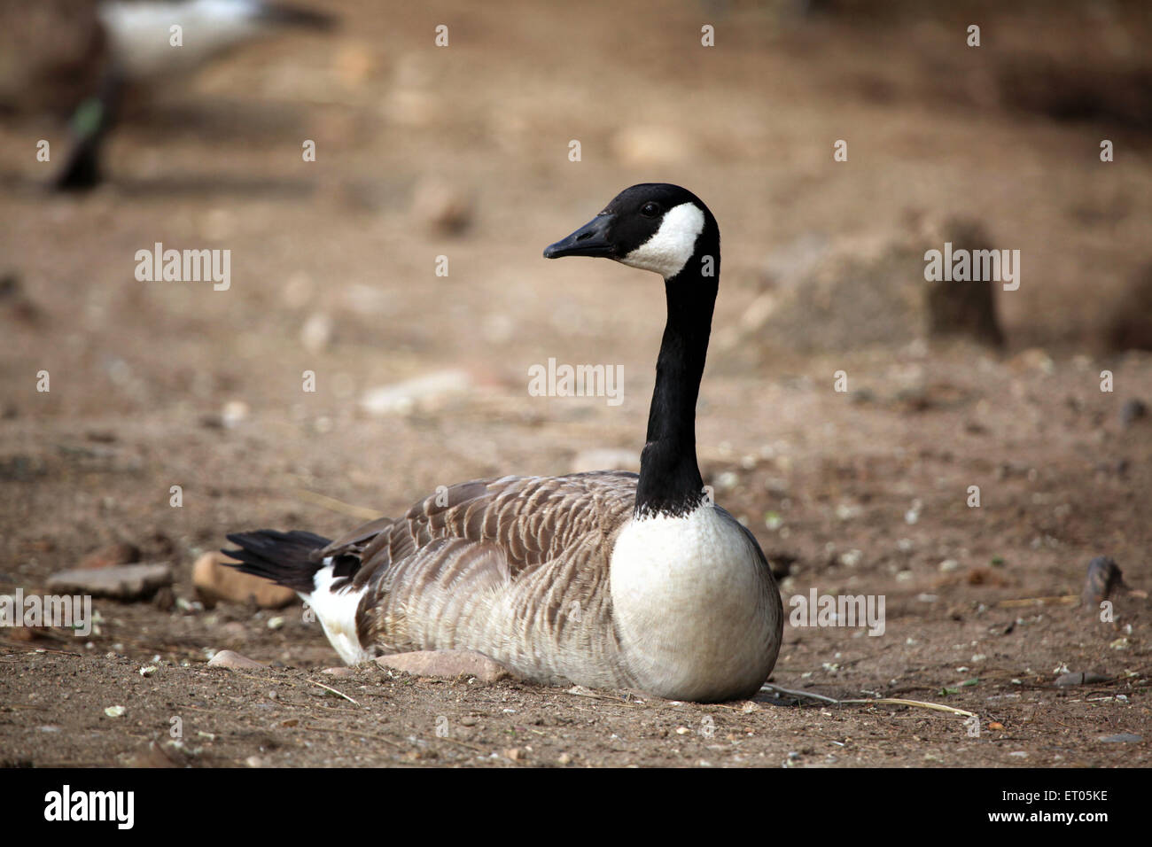 Canada goose (Branta canadensis) presso lo Zoo di Praga, Repubblica Ceca. Foto Stock