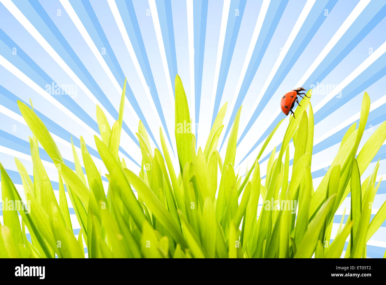 Ladybug seduti su un prato verde Foto Stock