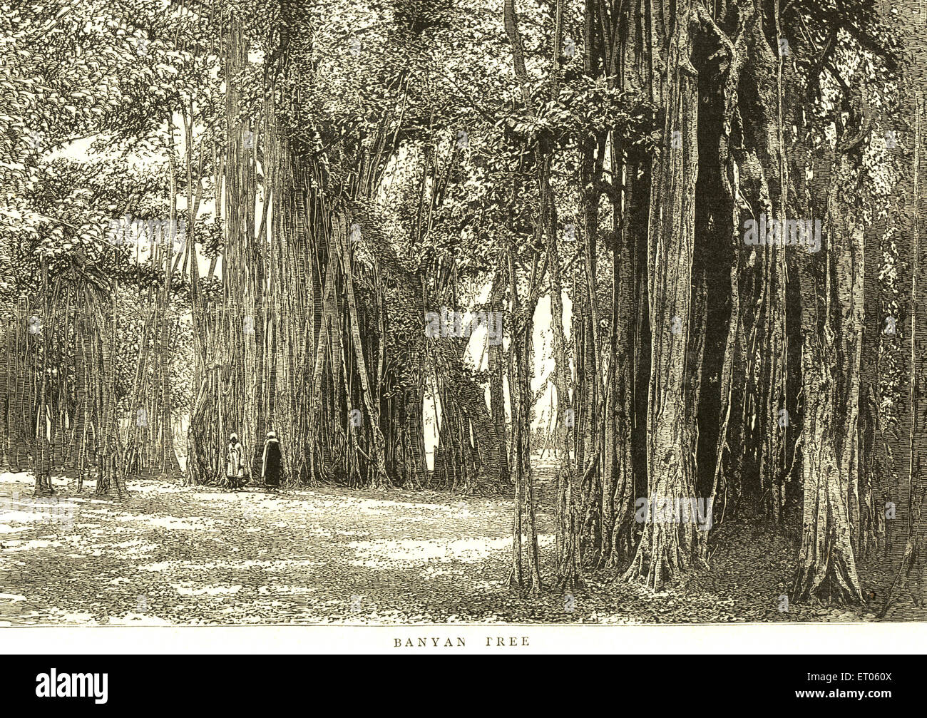 Banyan Tree ; India Foto Stock