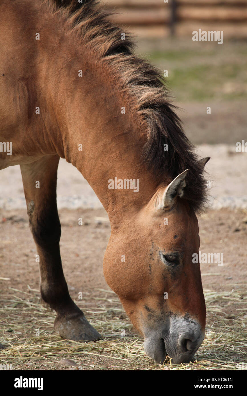 Cavallo di Przewalski (Equus ferus przewalskii) presso lo Zoo di Praga, Repubblica Ceca. Foto Stock