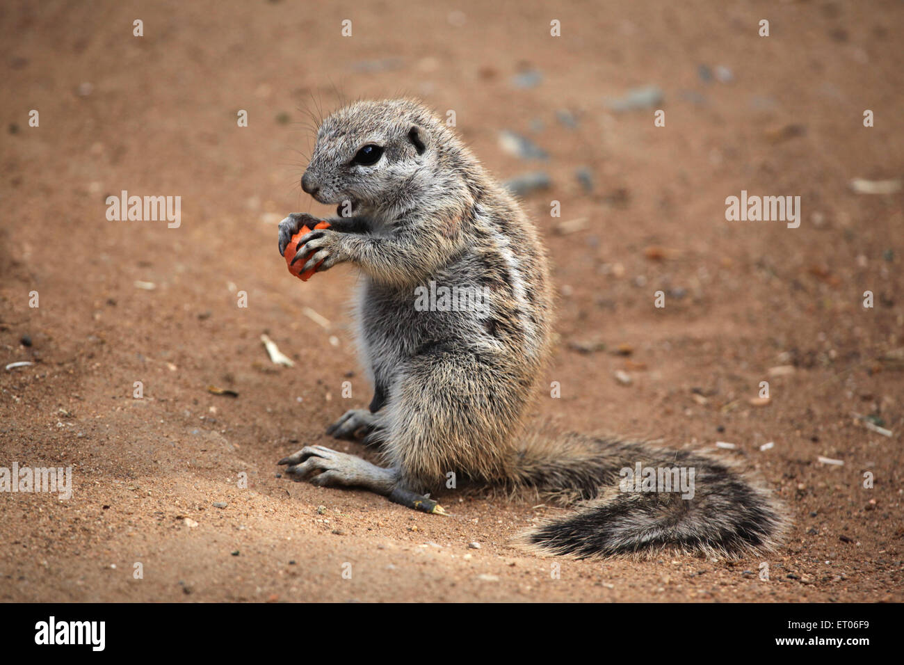 Massa del capo scoiattolo (Xerus inauris) presso lo Zoo di Praga, Repubblica Ceca. Foto Stock