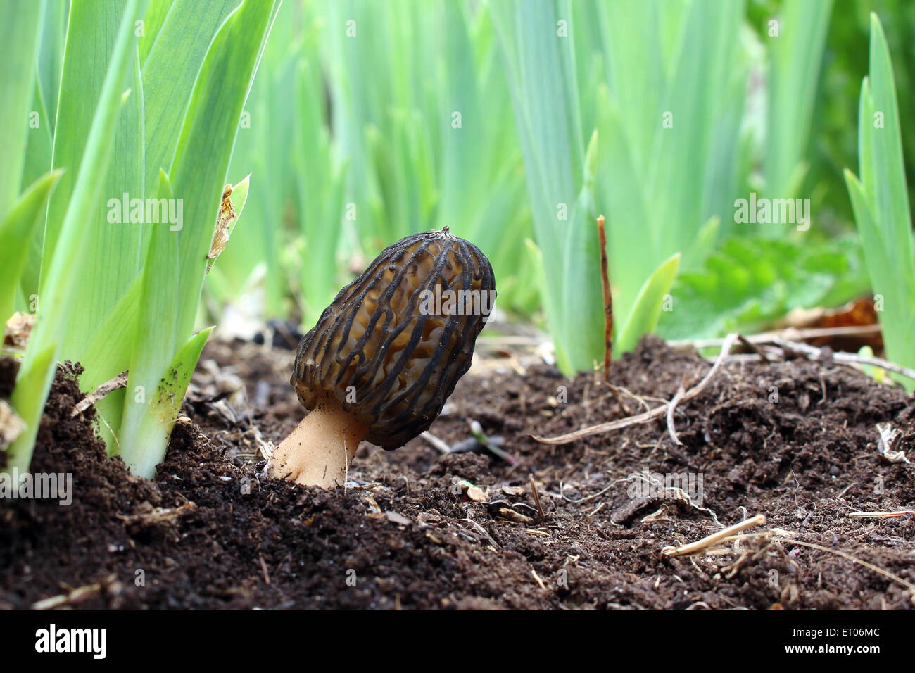 Morel nero attraverso le foglie di iris Foto Stock