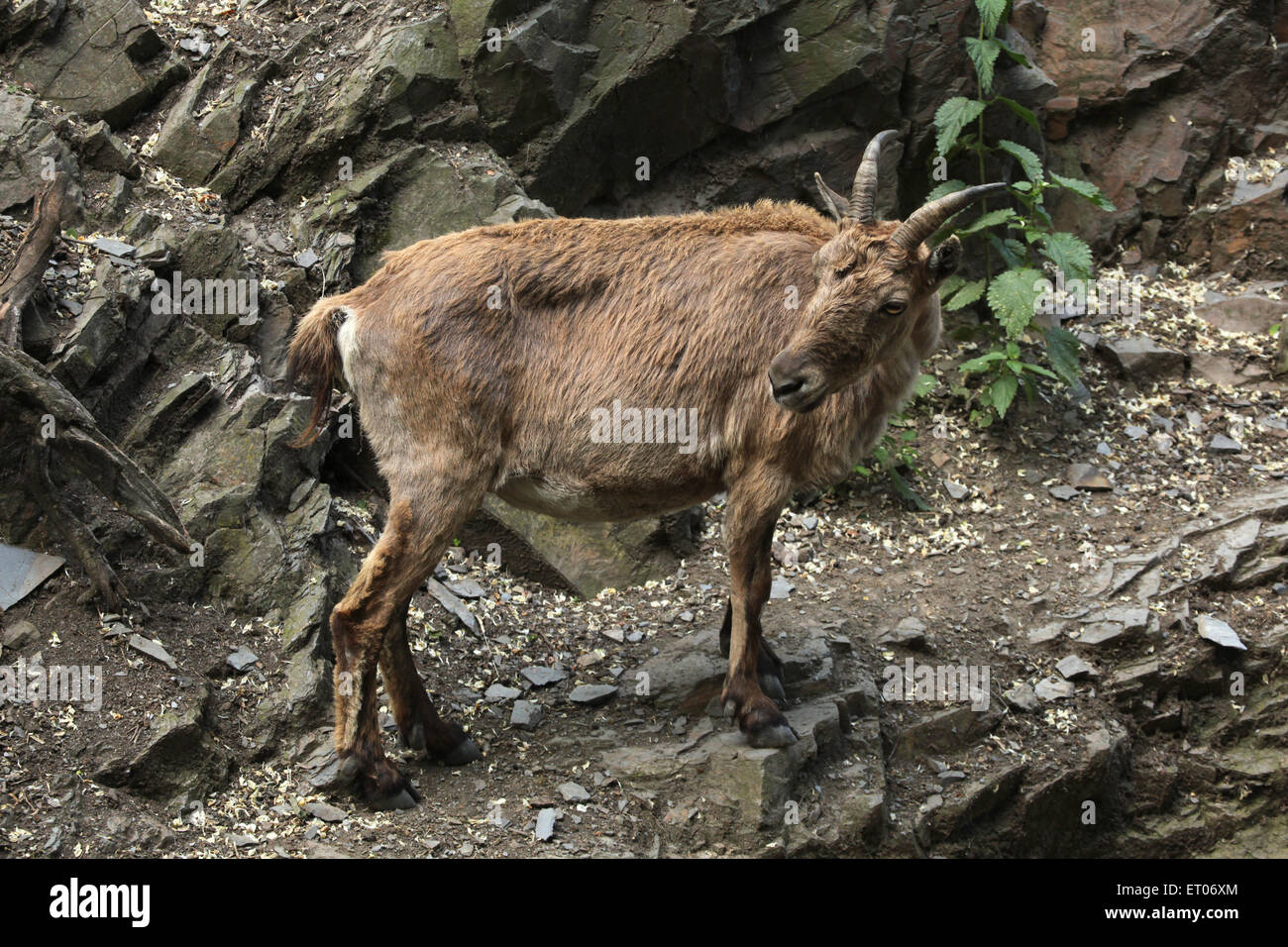 Femmina caucasico occidentale tur (Capra caucasica), noto anche come il West Caucasian ibex presso lo Zoo di Praga, Repubblica Ceca. Foto Stock