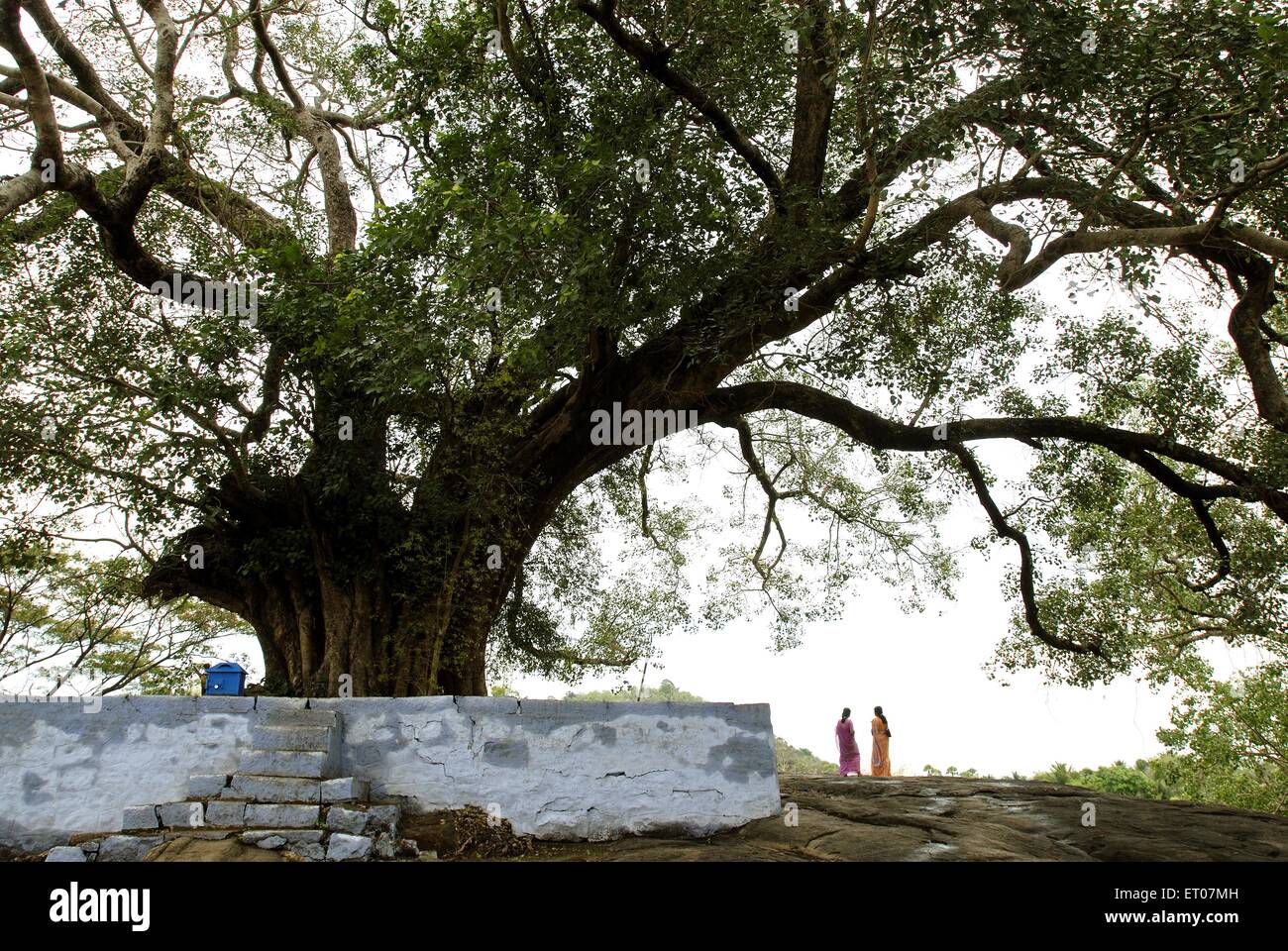 Due donne che camminano sotto il grande albero, villaggio di Thiruvilwamala, distretto di Thrissur, Kerala, India, Asia Foto Stock