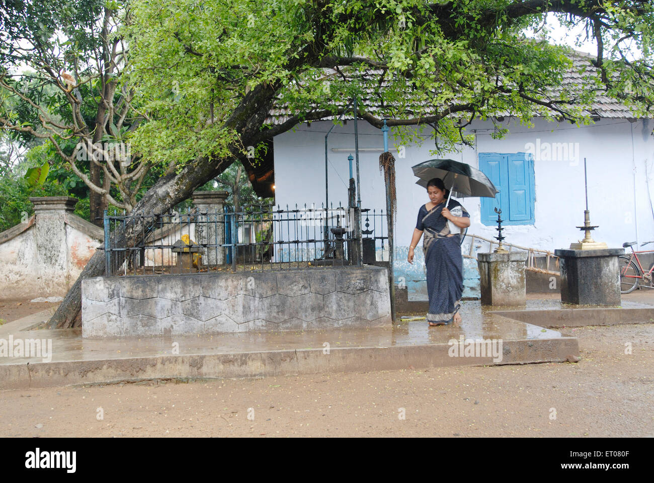 Donna che mantiene un ombrellone e di camminare ; Kerala ; India Foto Stock