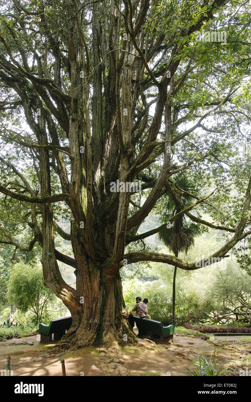 Il Sim park a Coonoor all'altezza di 1780 metri sopra il livello del mare ; Nilgiris ; Tamil Nadu ; India Foto Stock