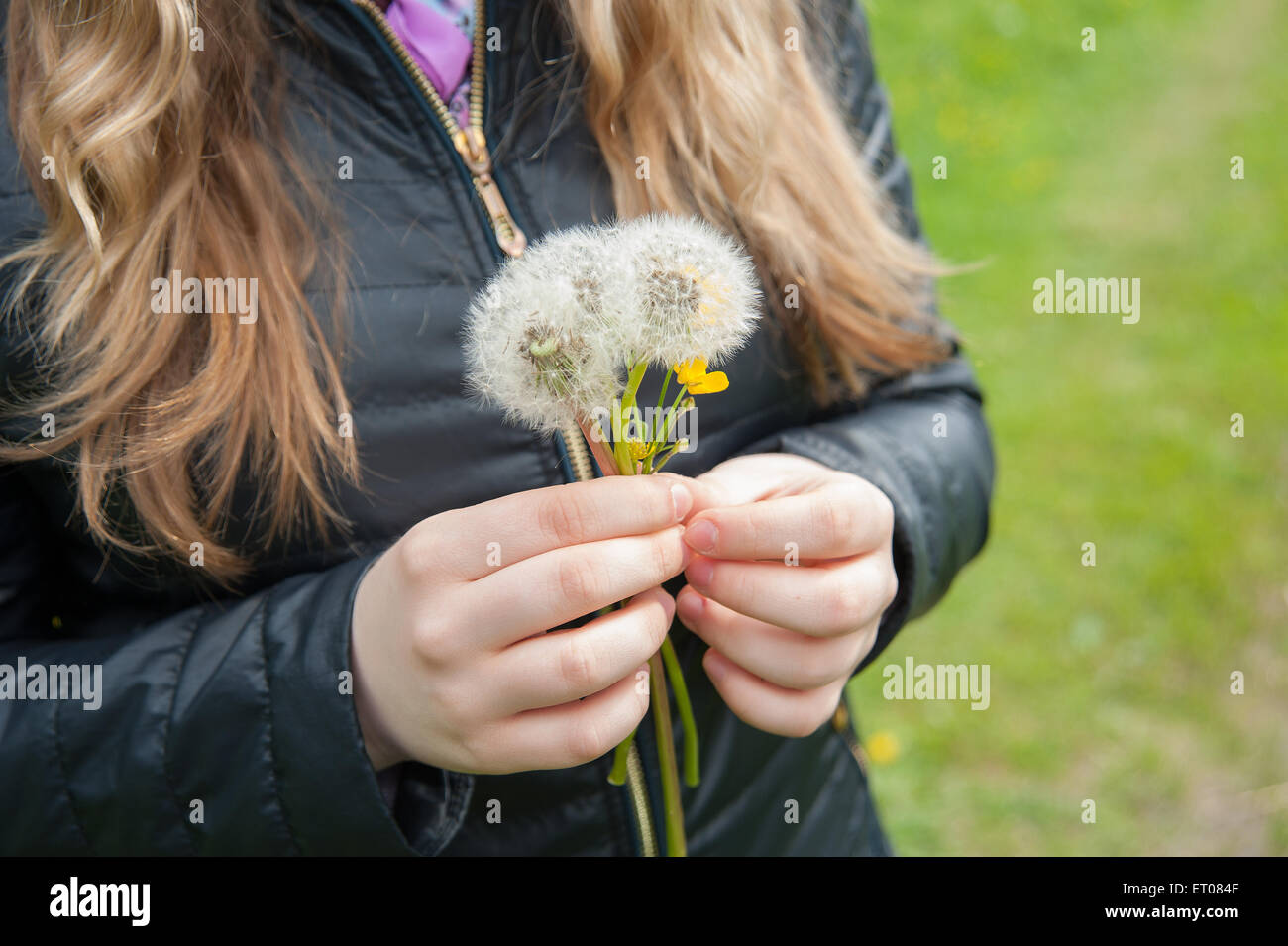 Ragazza in una giacca nera tenendo un bianco di tarassaco Foto Stock