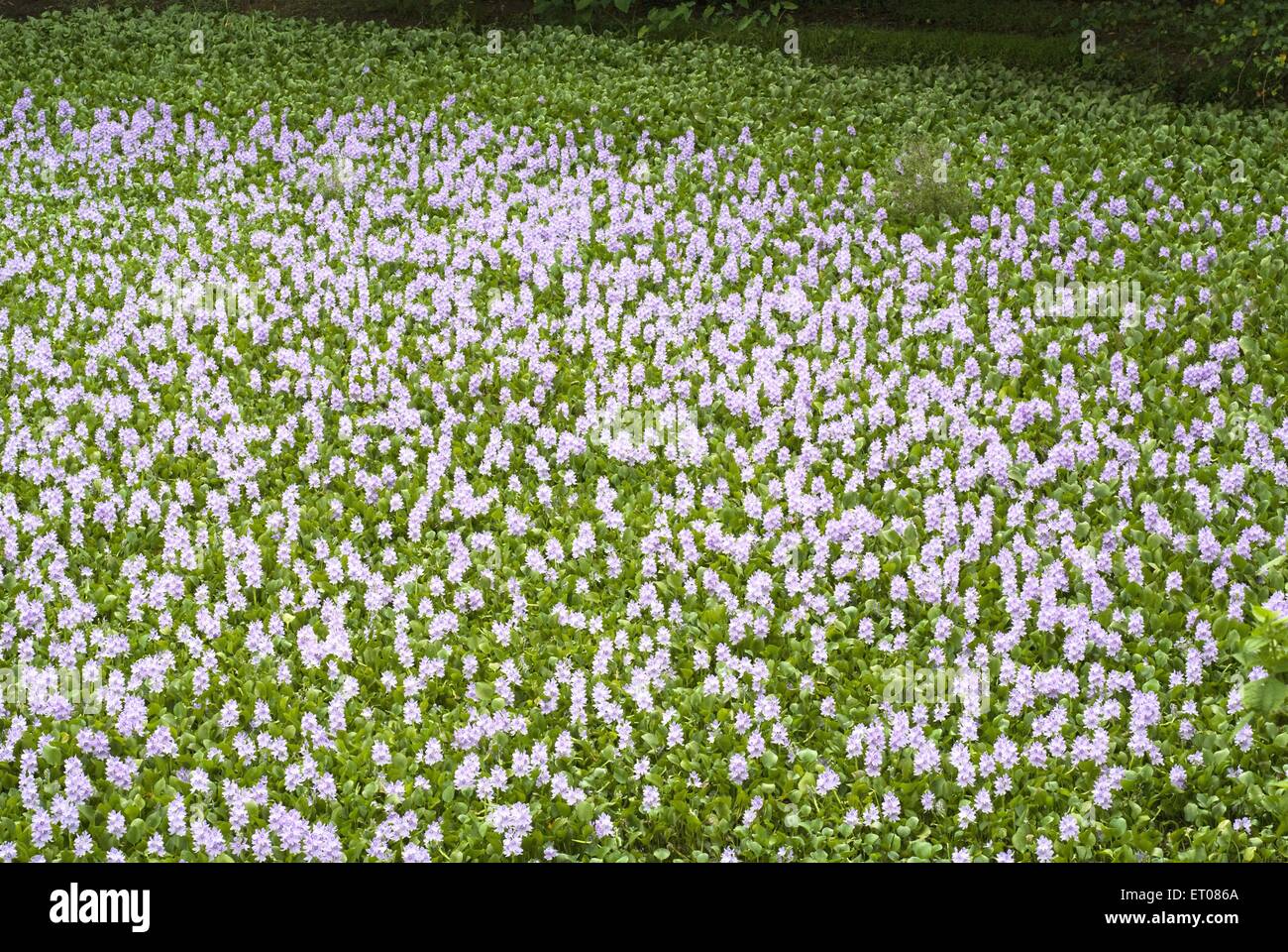 Piante da fiore acquatiche , Eichhornia , giacinto d'acqua , crassipi di Eichhornia , Alapuzha , Alappuzha , Alleppey , Kerala , India , asia Foto Stock
