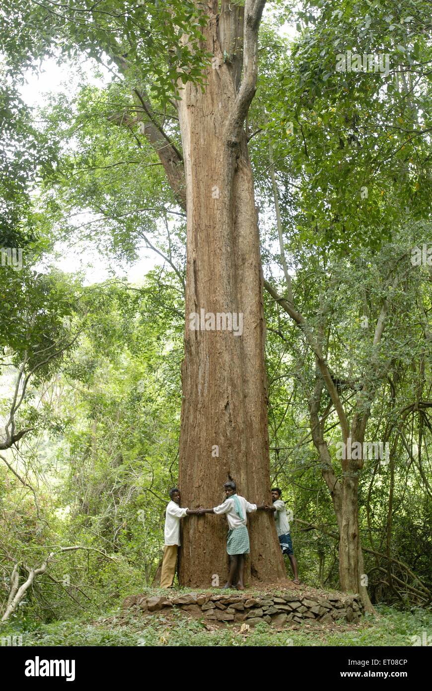 Le persone che circondano 7 metri di circonferenza più grande in legno di rosa di tree Yanaipallam Pillor Dam i Ghati Occidentali Nilgiris Biosfera Tamil Nadu india Foto Stock