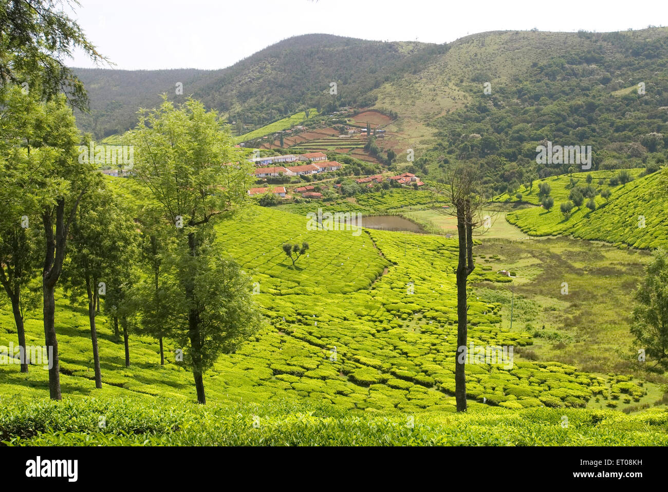 La pittoresca Glenmorgan è famosa come tea break ; Nilgiris district ; Tamil Nadu ; India Foto Stock