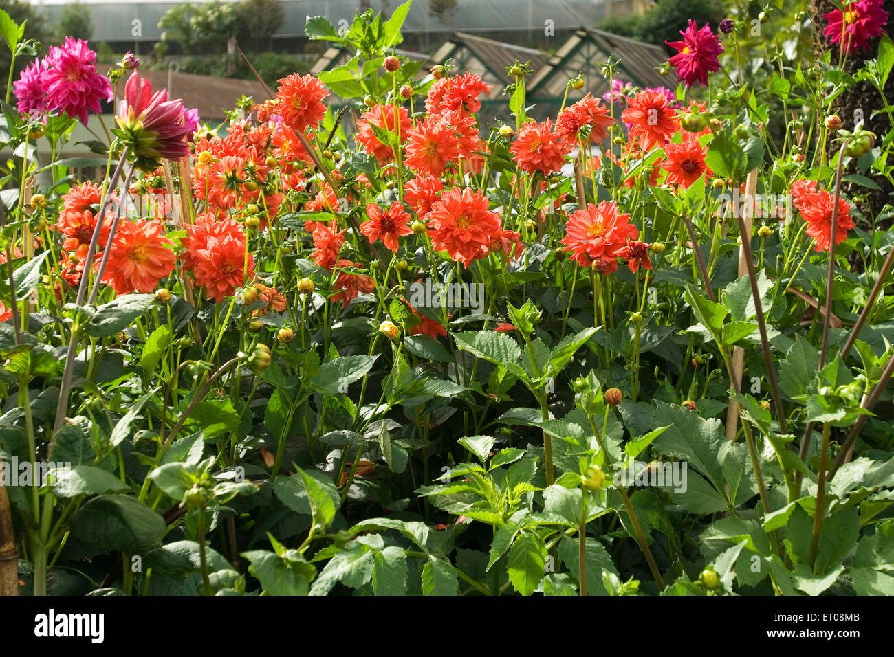 Il governo giardino botanico che è stato stabilito nel 1847 dal marchese di Tweeddale a Udhagamandalam Ooty ; Tamil Nadu Foto Stock