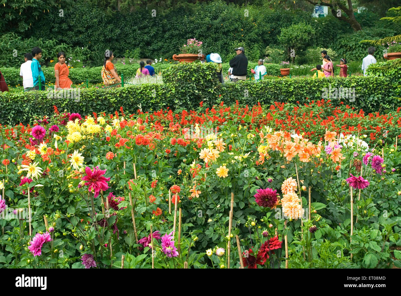 Il governo Giardino Botanico a Udhagamandalam Ooty è stabilito nel 1847 dal marchese di Tweeddale ; Tamil Nadu ; India Foto Stock