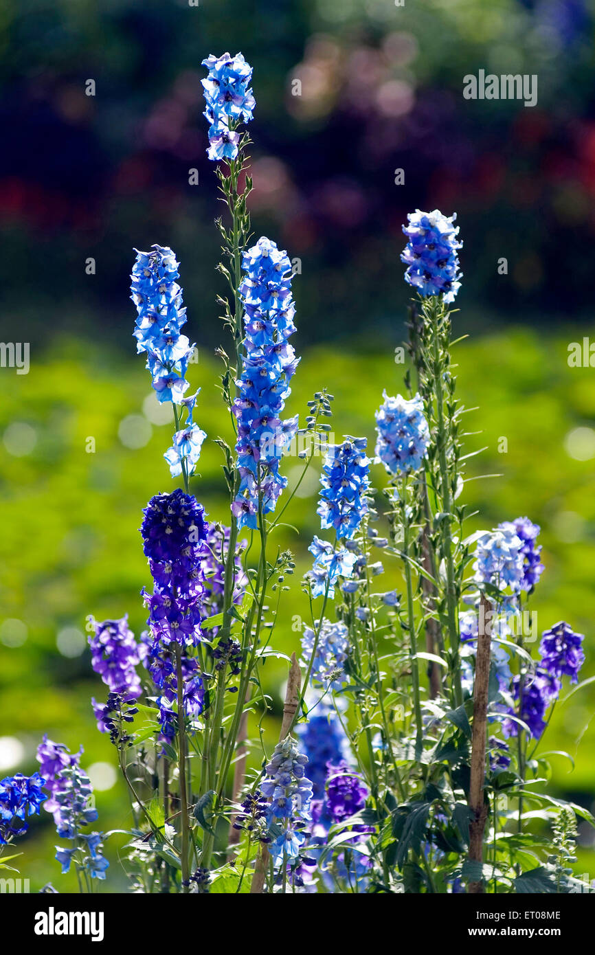 Fiori violetti , Giardino Botanico del Governo , Ooty , Udhagamandalam , Hill Station , Nilgiris , Ghat occidentali , Tamil Nadu , India , Asia Foto Stock