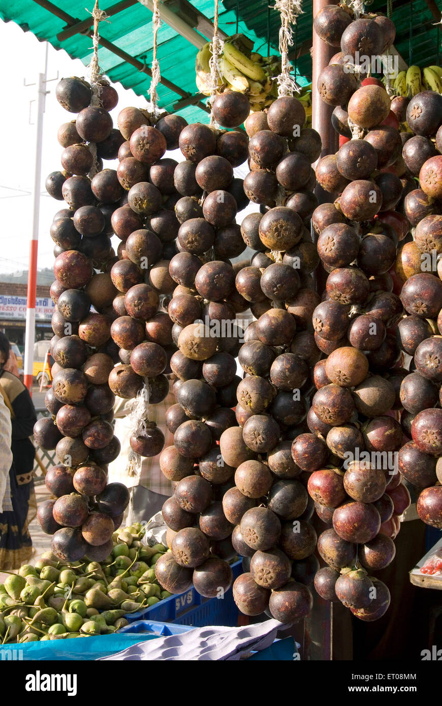 Mangustan frutto è coltivato prevalentemente in Nilgiris ; Tamil Nadu ; India Foto Stock