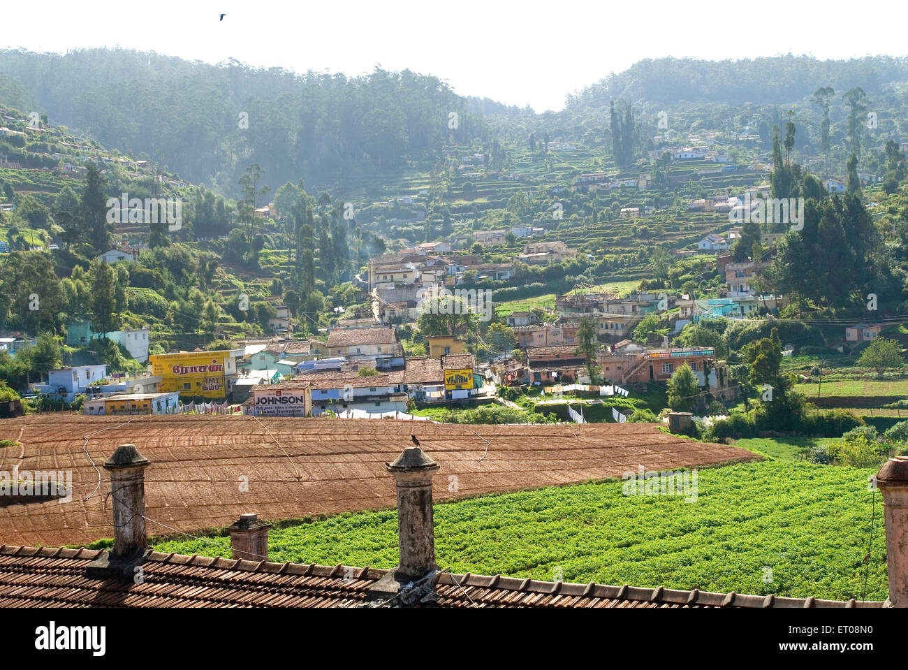 Campo agricolo in Ooty ; Nilgiris ; Tamil Nadu ; India Foto Stock