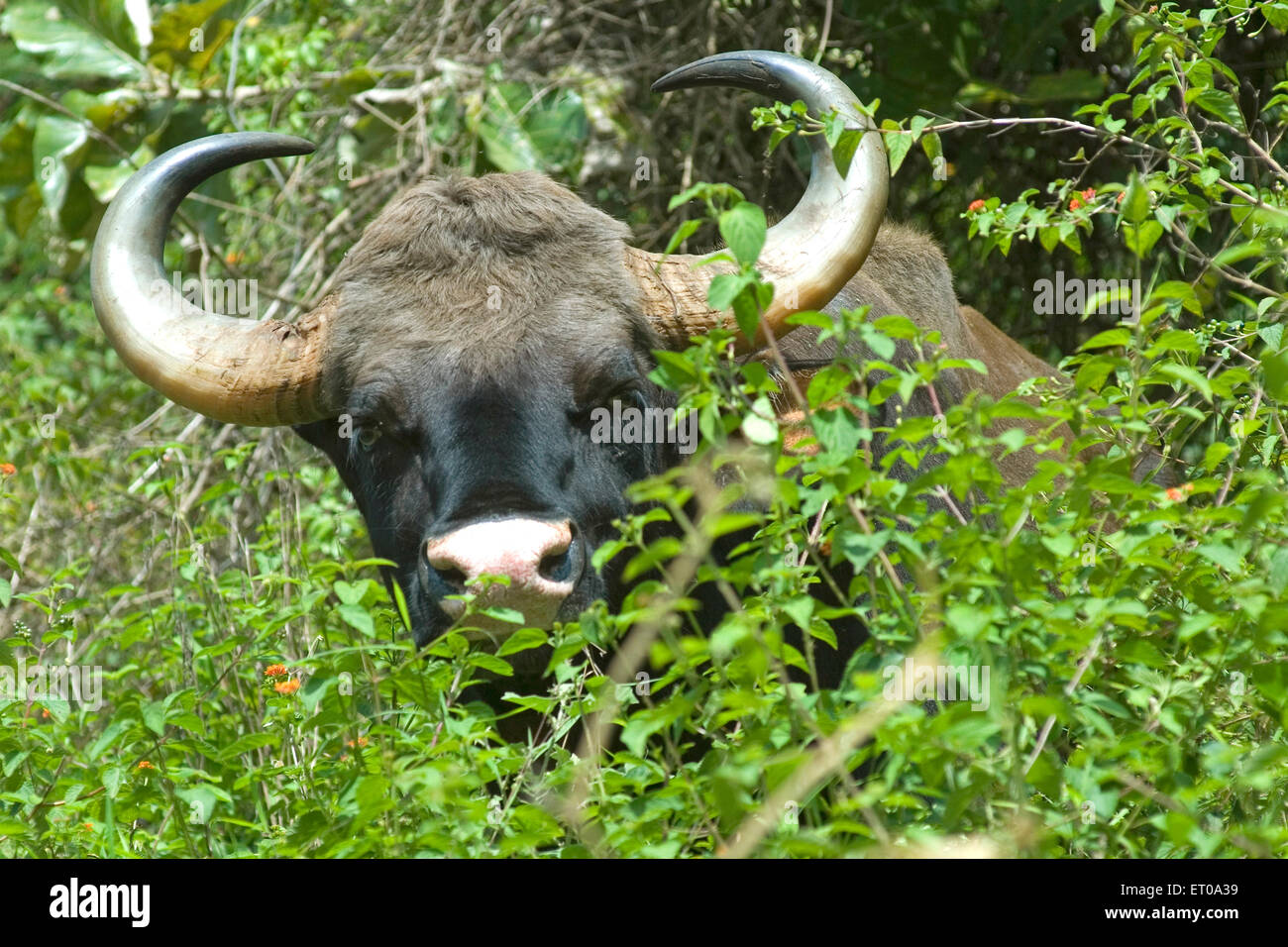 Gaur , bisonte indiano , Bos gaurus , Singara , Mudumalai , Parco Nazionale , Riserva Naturale , colline Nilgiri , Blue Mountains , Tamil Nadu , India Foto Stock