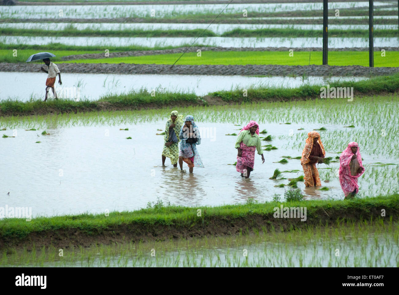 Semina risaia in campi di riso durante i monsoni vicino a Palakkad Kerala India donne indiane che lavorano Foto Stock