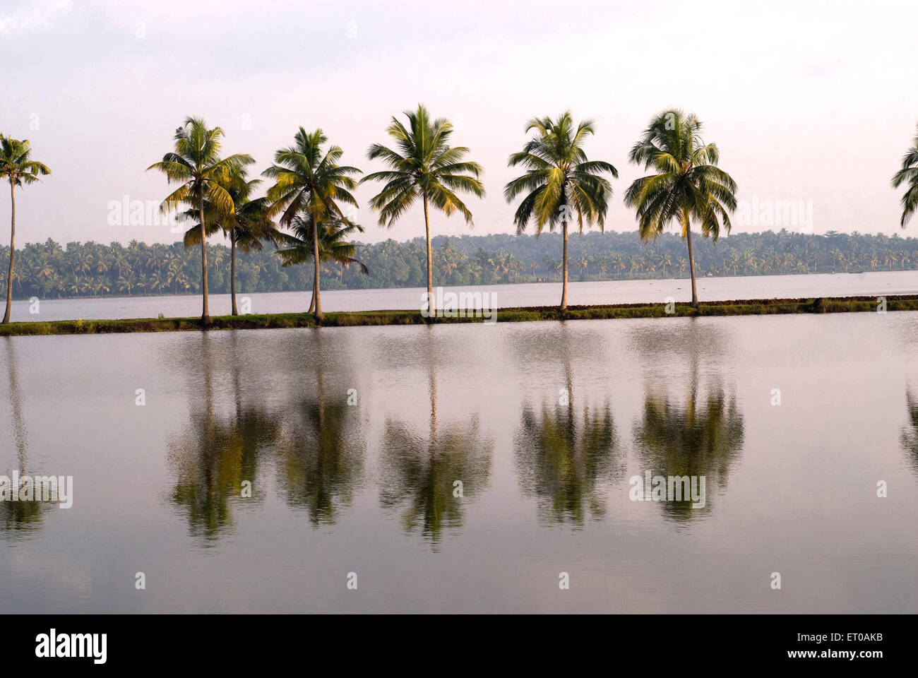 Palme, palme da cocco, backwaters, Kodungallur, distretto di Thrissur, Kerala, India, Asia Foto Stock