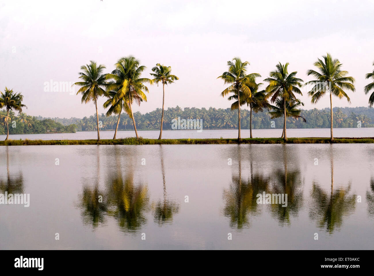 Palme, palme da cocco, backwaters, Kodungallur, distretto di Thrissur, Kerala, India, Asia Foto Stock