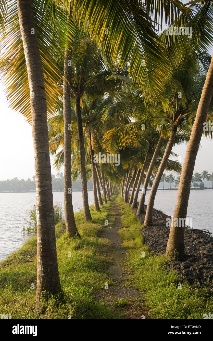 Palme, palme da cocco, backwaters, Kodungallur, distretto di Thrissur, Kerala, India, Asia Foto Stock