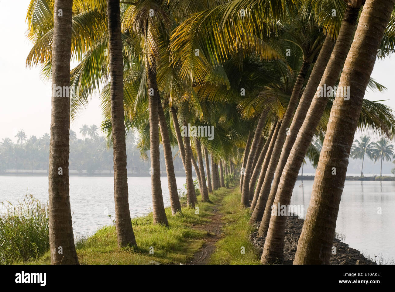 Palme, palme da cocco, backwaters, Kodungallur, distretto di Thrissur, Kerala, India, Asia Foto Stock
