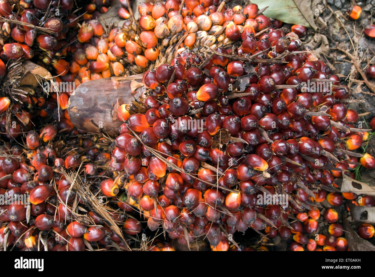 Olio di palma frutta, Elaeis guineensis, famiglia di palma, Arecaceae, Kerala, India, Asia Foto Stock