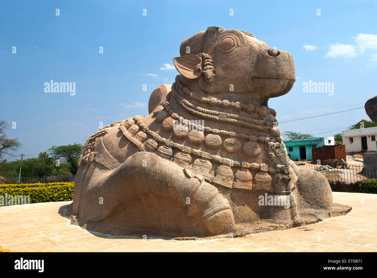 Maggiori Nandi monolitico scultura in Lepakshi ; Andhra Pradesh ; India Foto Stock