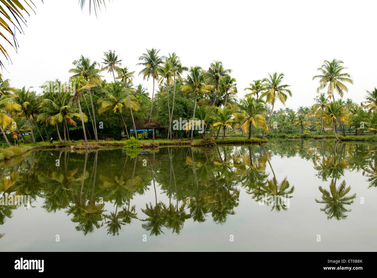 Kerala backwaters, riflesso delle palme, Backwaters, Kerala, India, Asia Foto Stock
