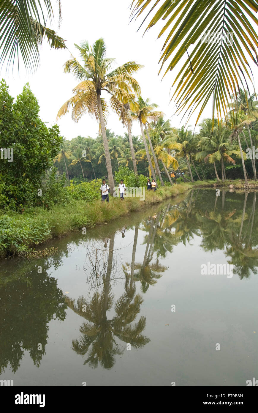Kerala backwaters, riflesso delle palme, Backwaters, Kerala, India, Asia Foto Stock