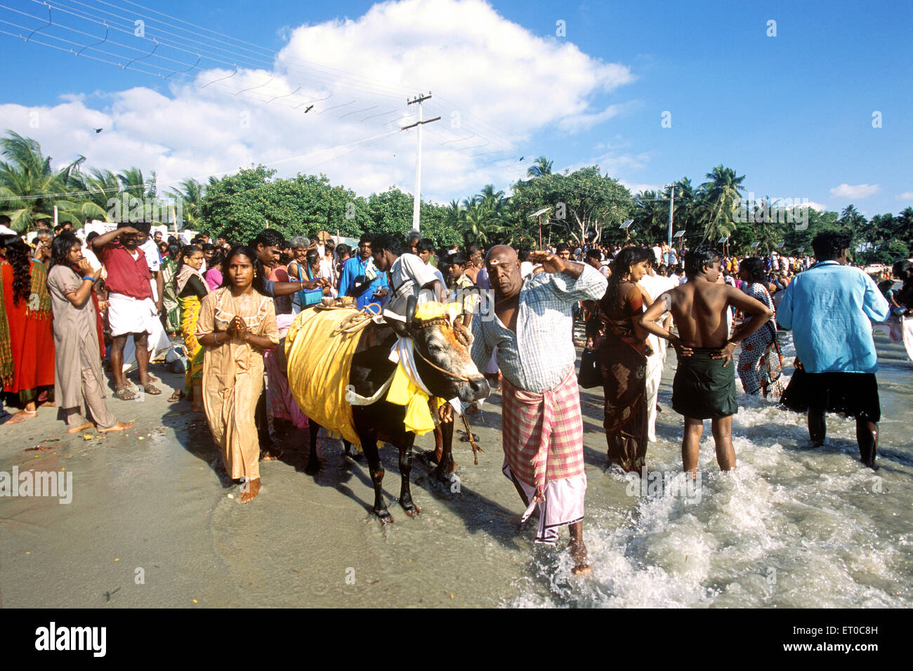 I devoti in adorazione mucca in Agni Tirtha in Rameswaram Rameshvaram ; Tamil Nadu ; India Foto Stock