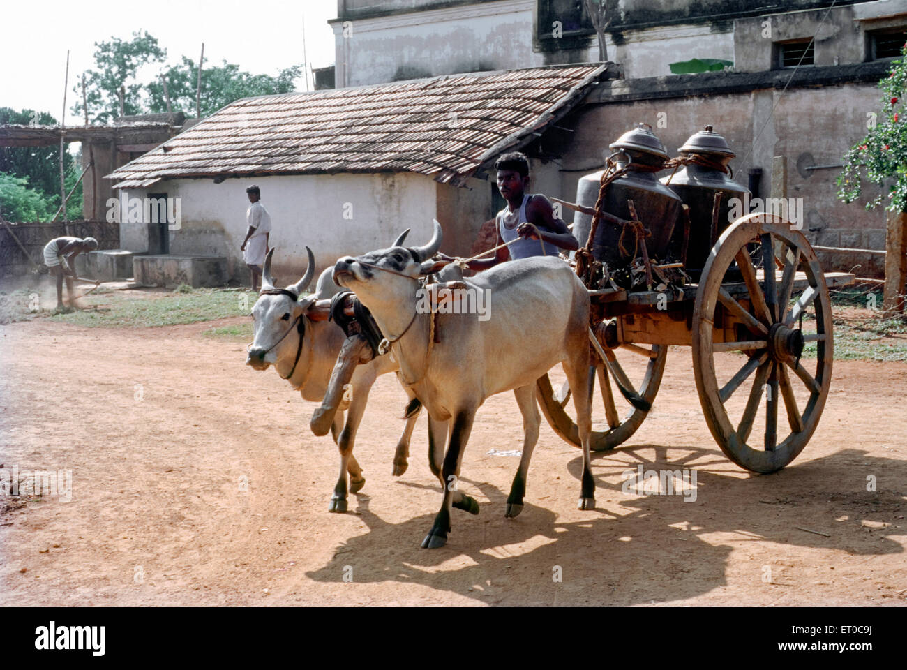Carrello di giovenco con enormi vasi di rame ; nattukottai chettiar o casa nagarathar ; Chettinad ; Tamil Nadu ; India Foto Stock