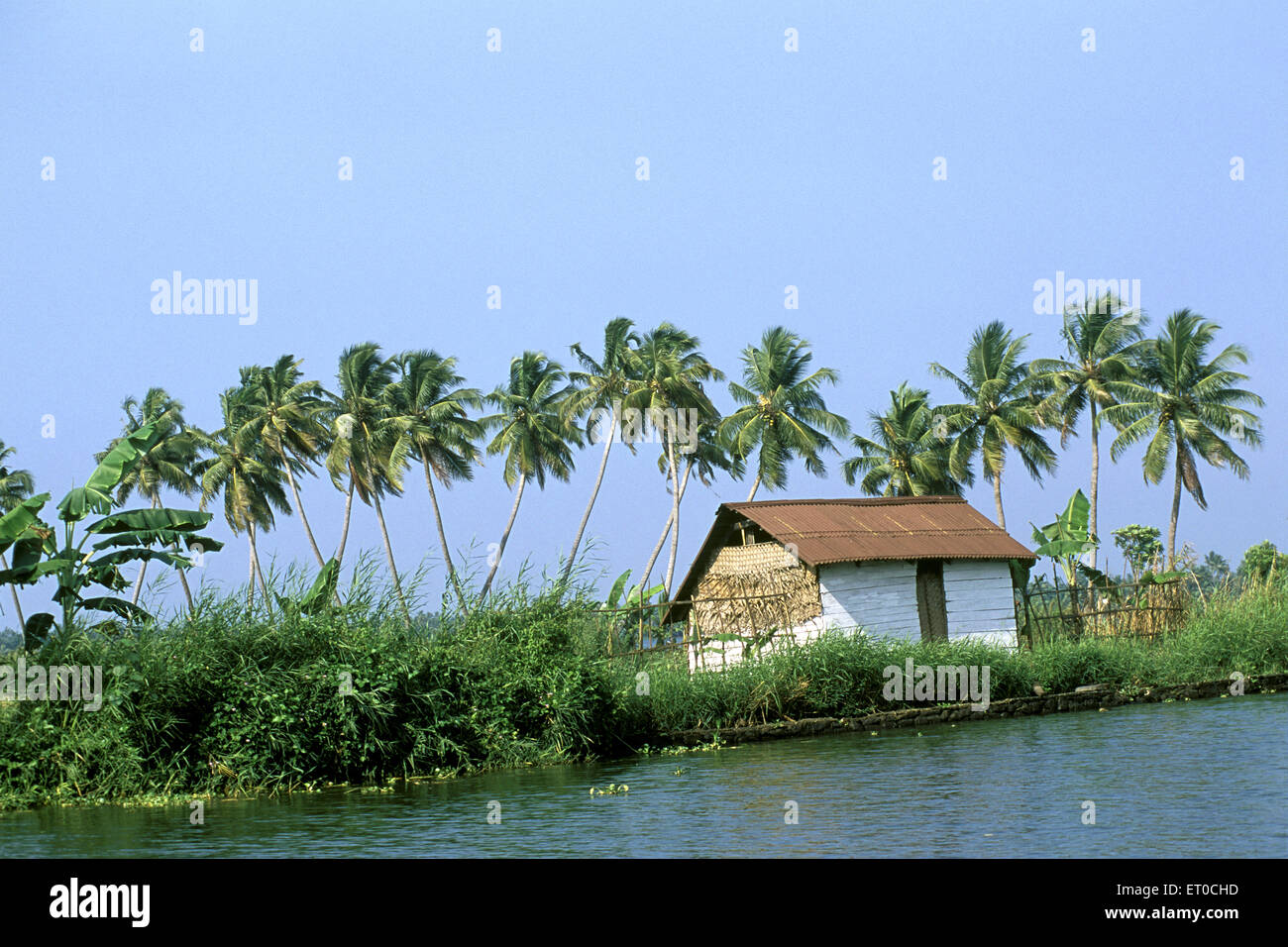 palme in acque profonde , Kuttanad ; Alappuzha , Alleppey ; Kerala ; India , asia Foto Stock