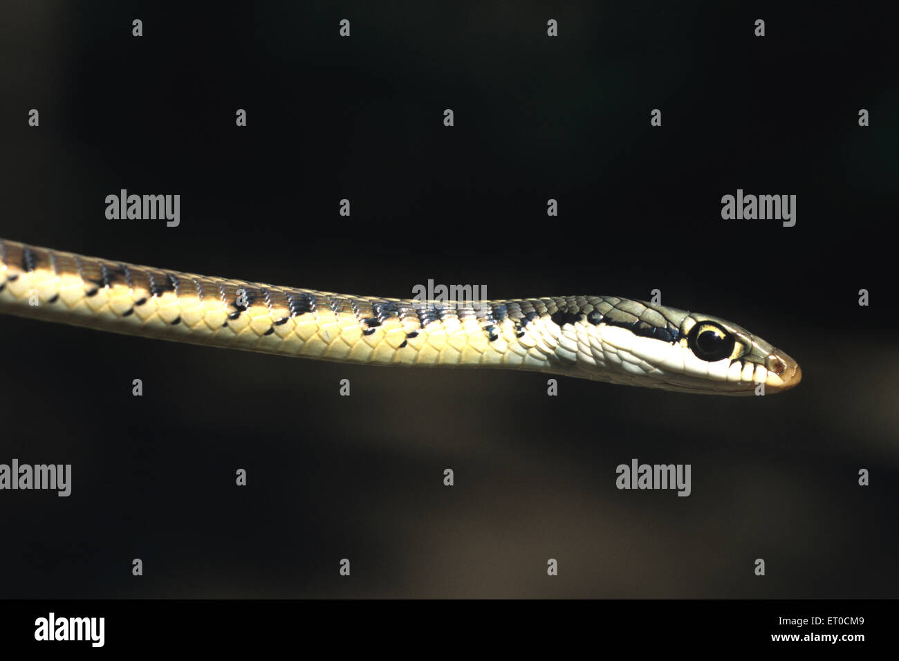 Bronzo albero posteriore snake dendrelaphis tristis Foto Stock