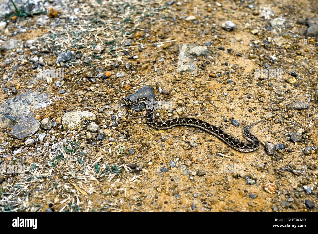 sega in scala viper serpente echis cariniatus Foto Stock