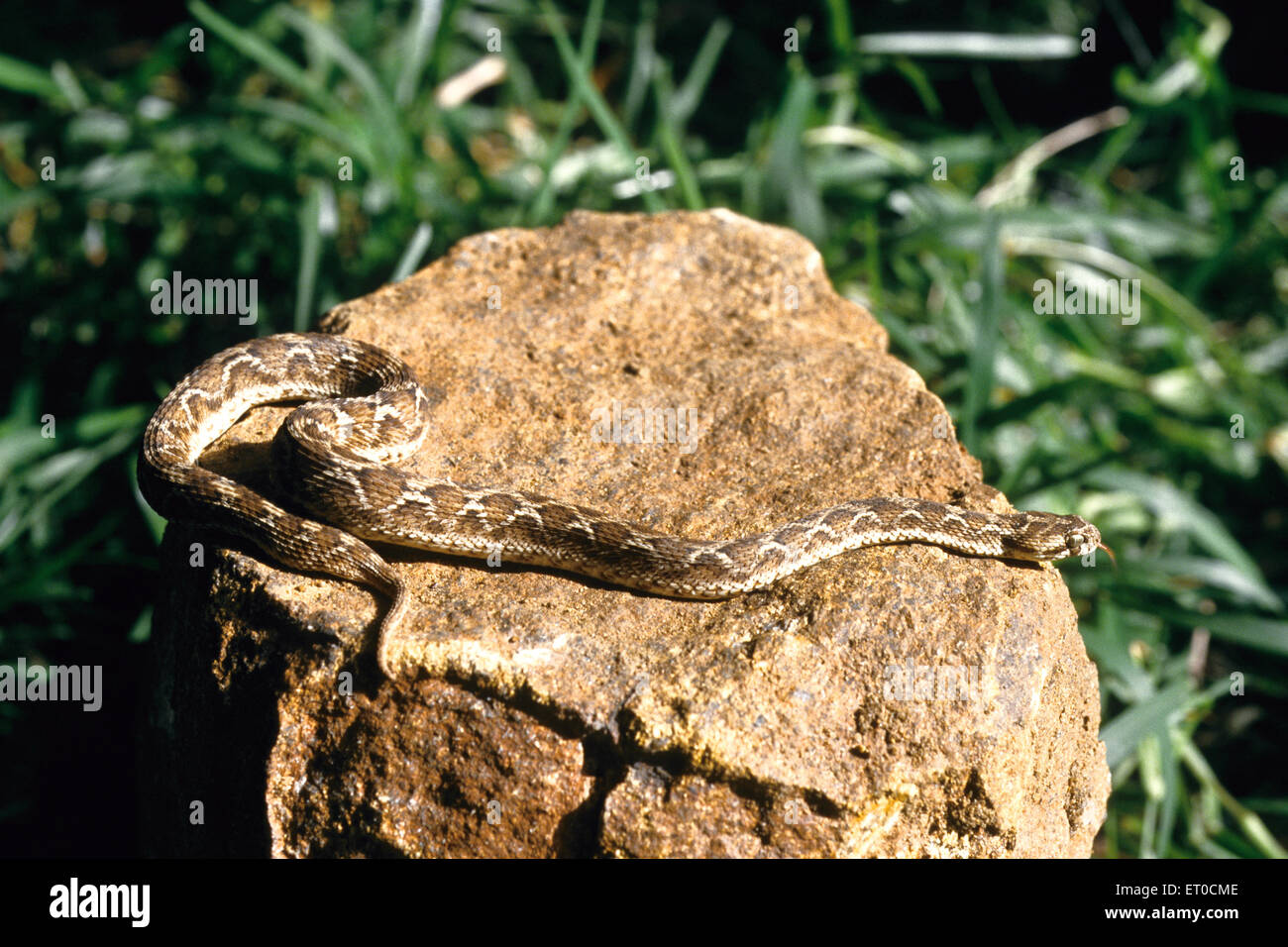 sega in scala serpente vipera, echis cariniatus Foto Stock