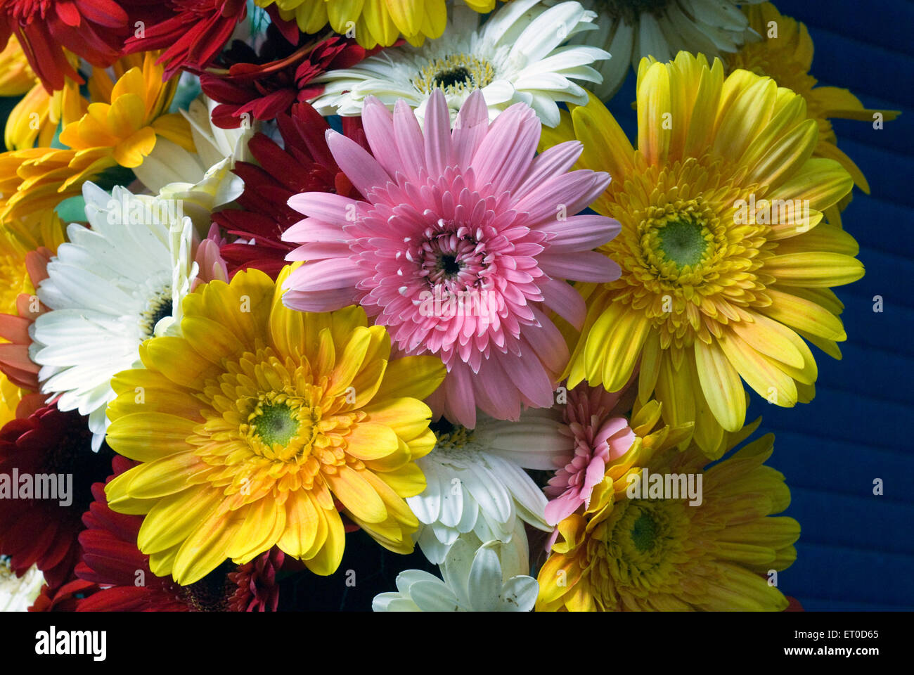 Spettacolo di fiori di gerbera ; Coimbatore ; Tamil Nadu ; India ; Asia Foto Stock