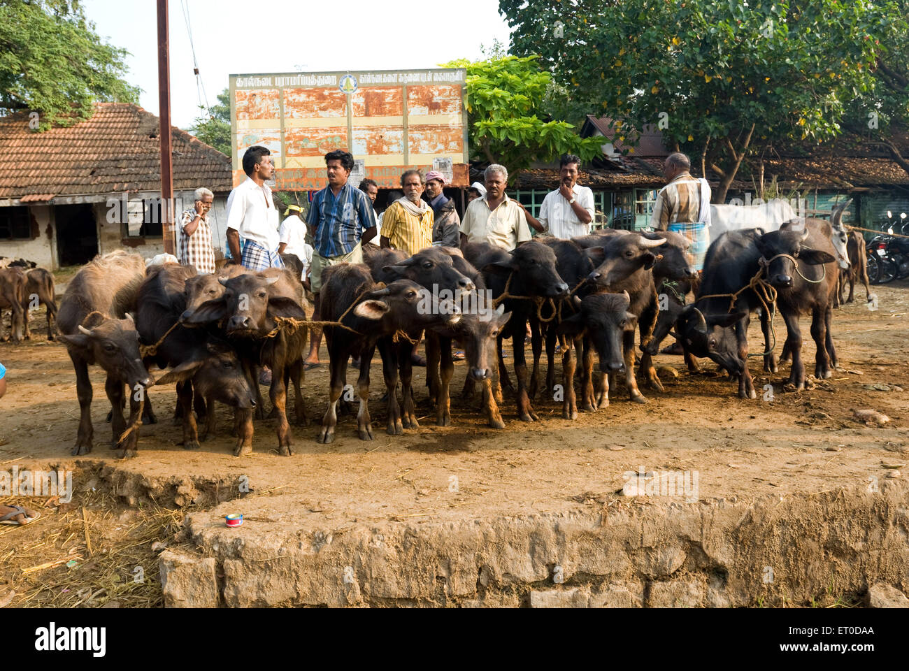 Fiera del bestiame a Pollachi mercato ; Coimbatore ; Tamil Nadu ; India Foto Stock