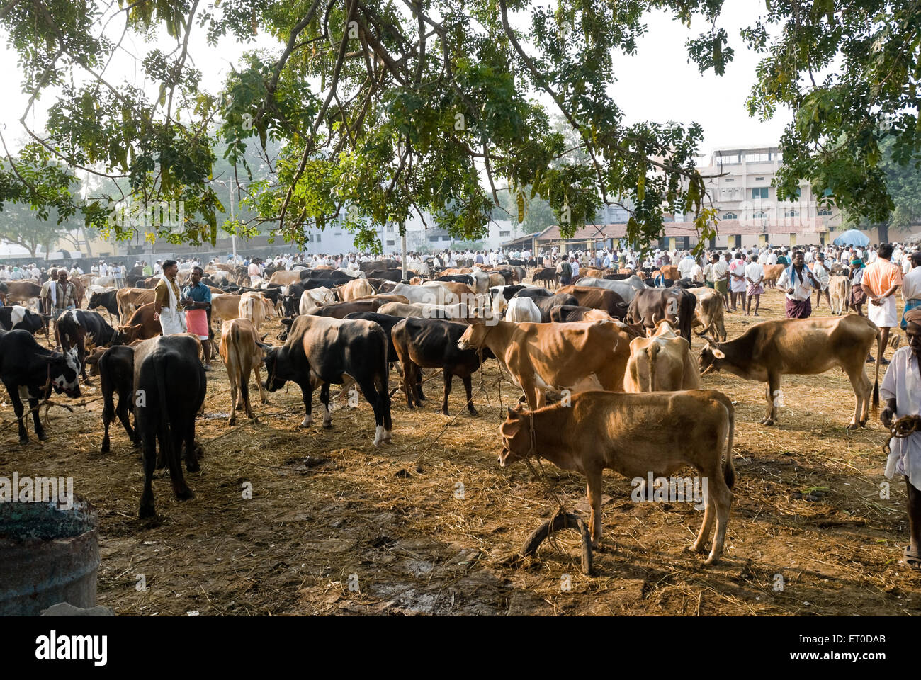 Fiera del bestiame a Pollachi mercato ; Coimbatore ; Tamil Nadu ; India Foto Stock