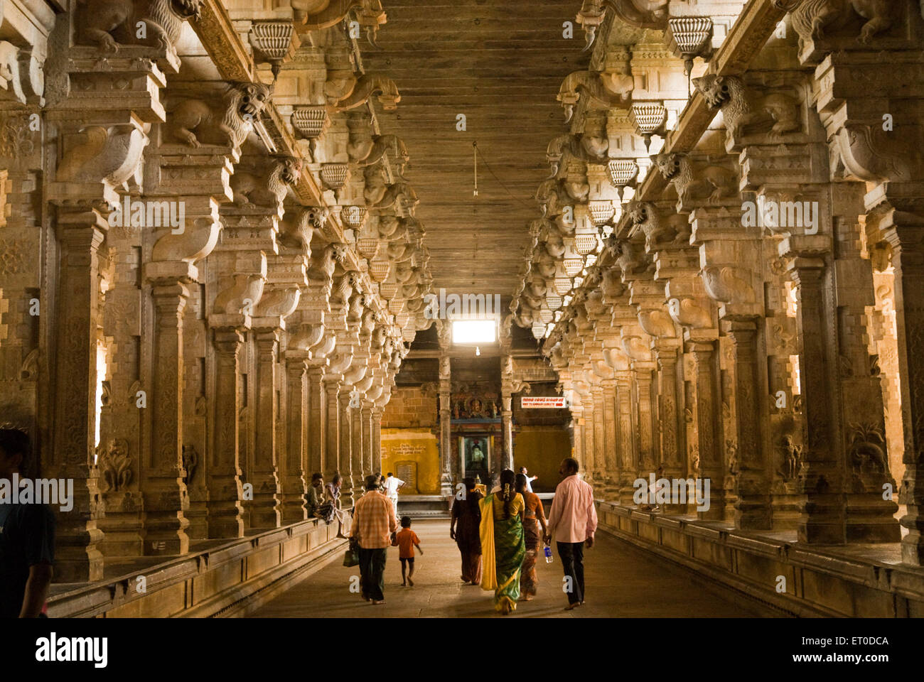 Pilastro corridoio nel tempio jambukeshwara in Thiruvanaikaval ; Tiruchchirappalli ; Tamil Nadu ; India Foto Stock
