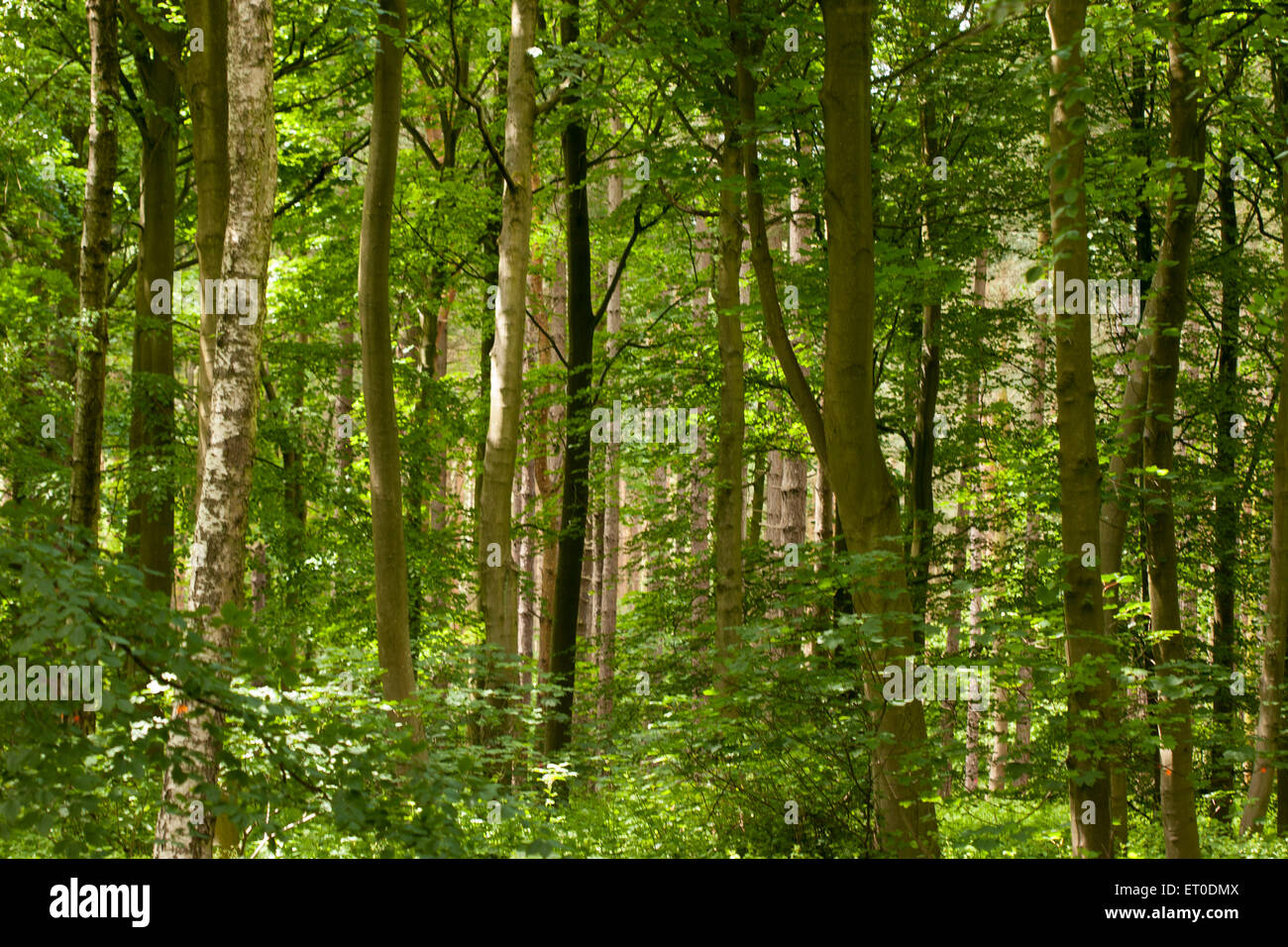 Bosco misto a inizio estate Foto Stock