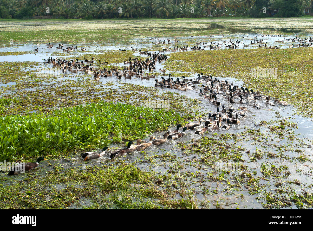 Anatre, Backwaters, Kuttanad, Alleppey, Alappuzha, Kerala, India, Asia Foto Stock