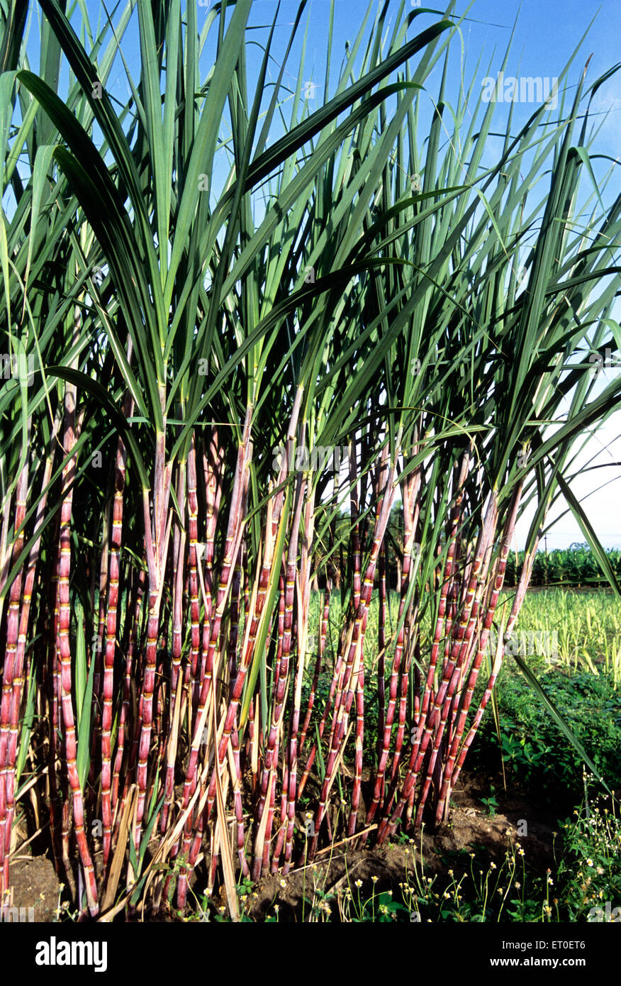 Canna da zucchero coltivata in una fattoria biologica a Sathyamangalam Tamil Nadu India Asia Foto Stock