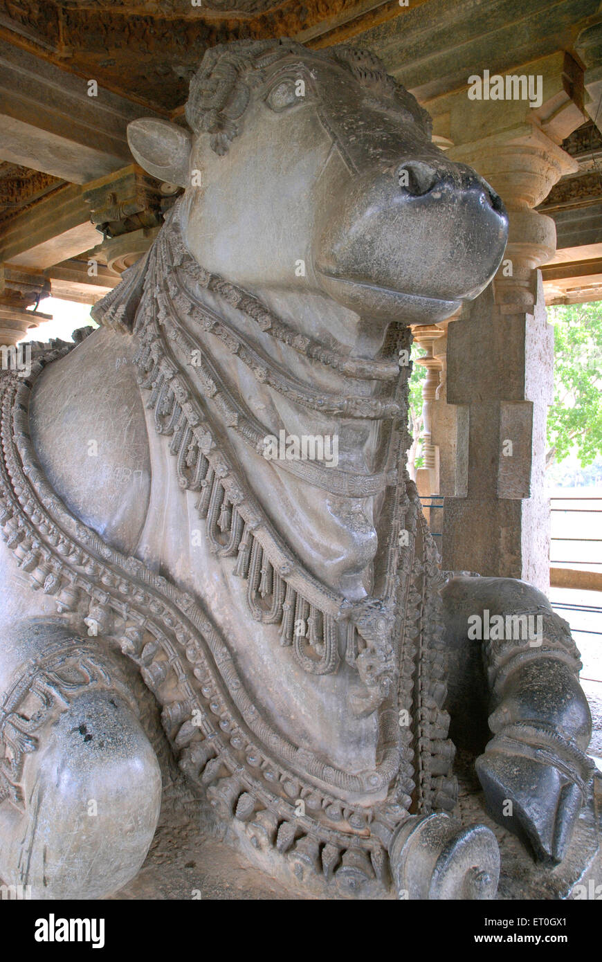 Otto metri di altezza la statua di nandi o bull veicolo del signore Shiva ha visitato dalla regina a Halebidu ; district Hassan ; Karnataka Foto Stock