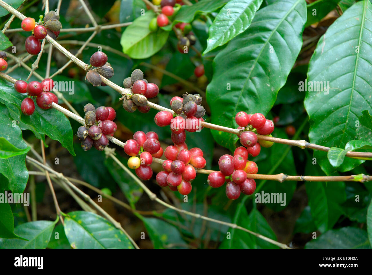 Coffee Cherry Tree, Coffee Tree, Coffee Cherries tree, Coffee berry, Coffee bacche, Mudbidri, Moodabidri, Coorg, Karnataka, India, Asia Foto Stock