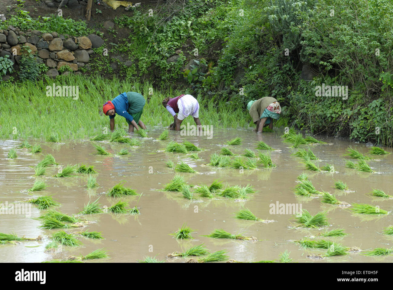 Persone che lavorano in campo di risaia , mashej ghat ; Thane ; Maharashtra ; India , asia Foto Stock