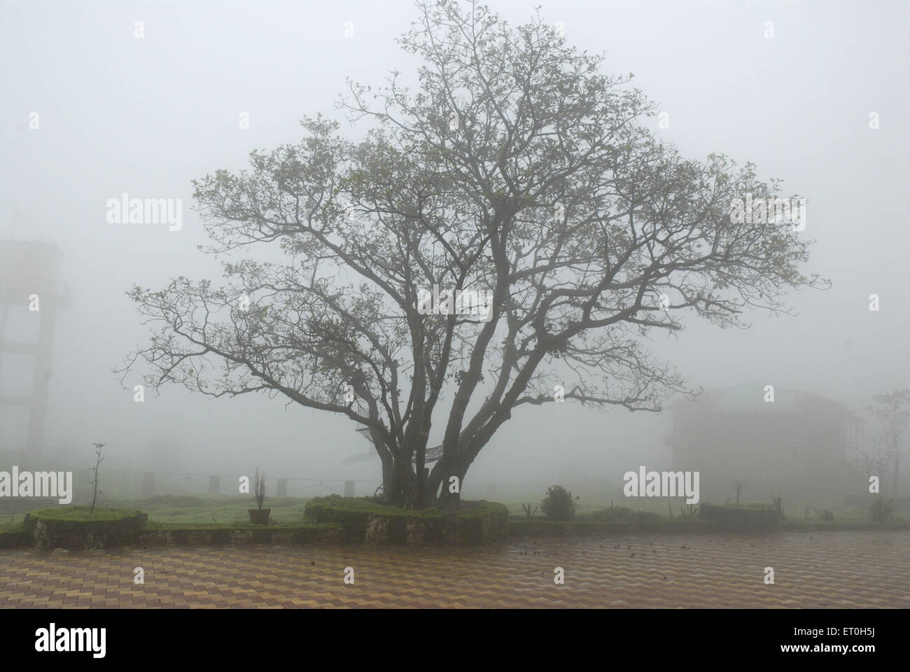 Albero in nebbia , albero in nebbia , Ghat Malshej ; Maharashtra ; India , asia Foto Stock