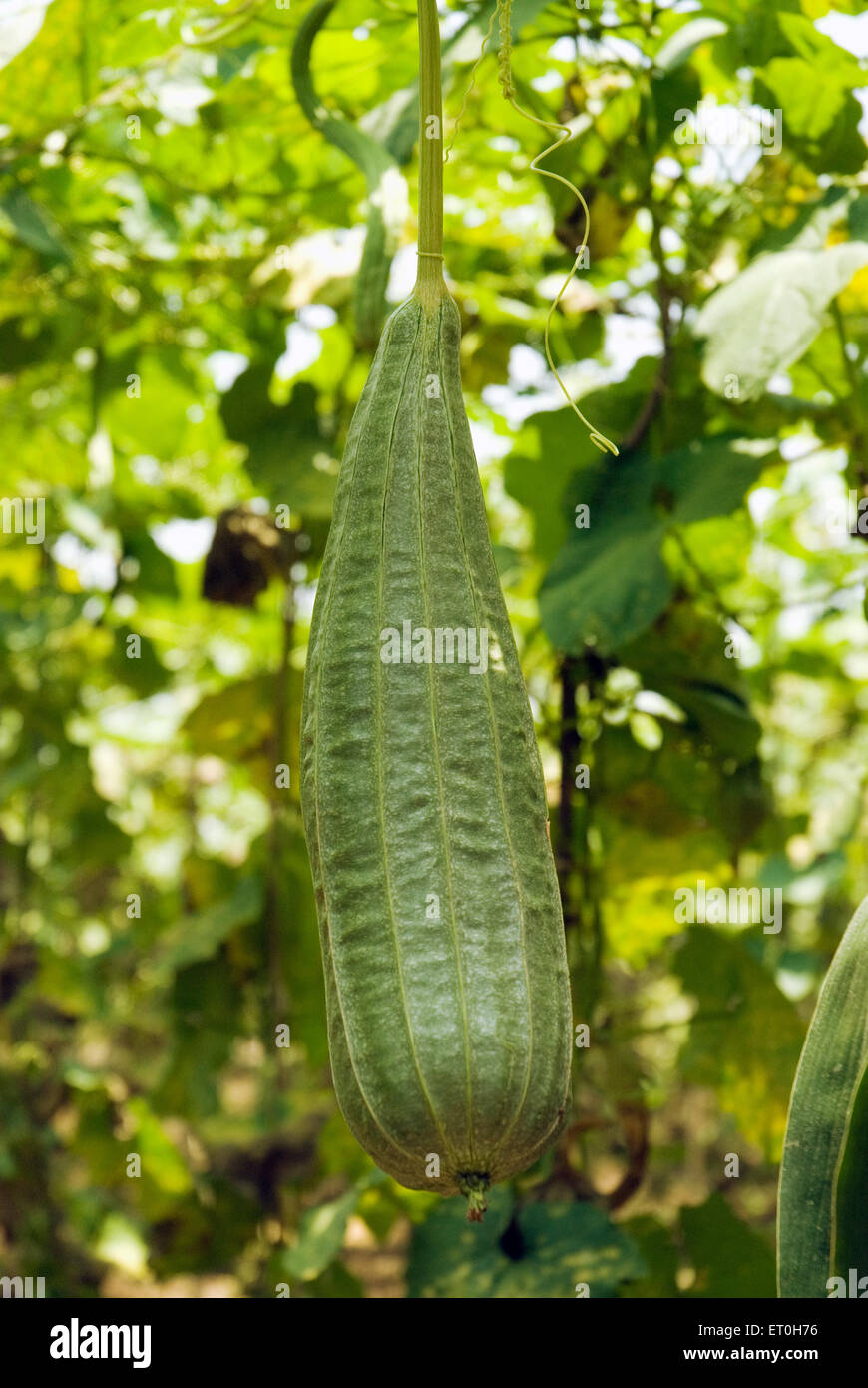 Ridge il gourd a Uttan ; Bhayander ; Maharashtra ; India Foto Stock