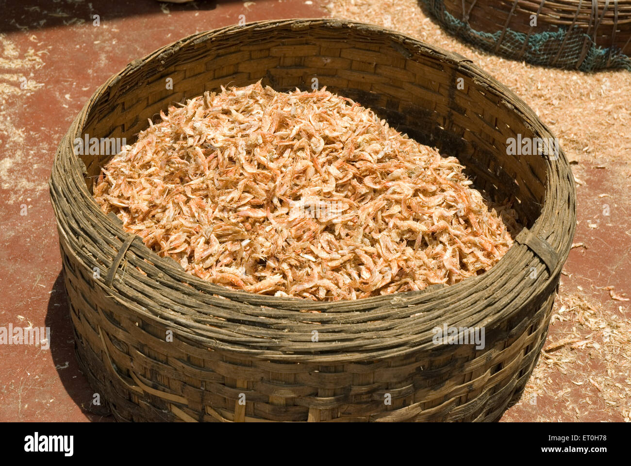 Gamberi secchi pesce a ; Uttan ; Bhayandar ; Bombay ; Mumbai ; Maharashtra ; India Foto Stock