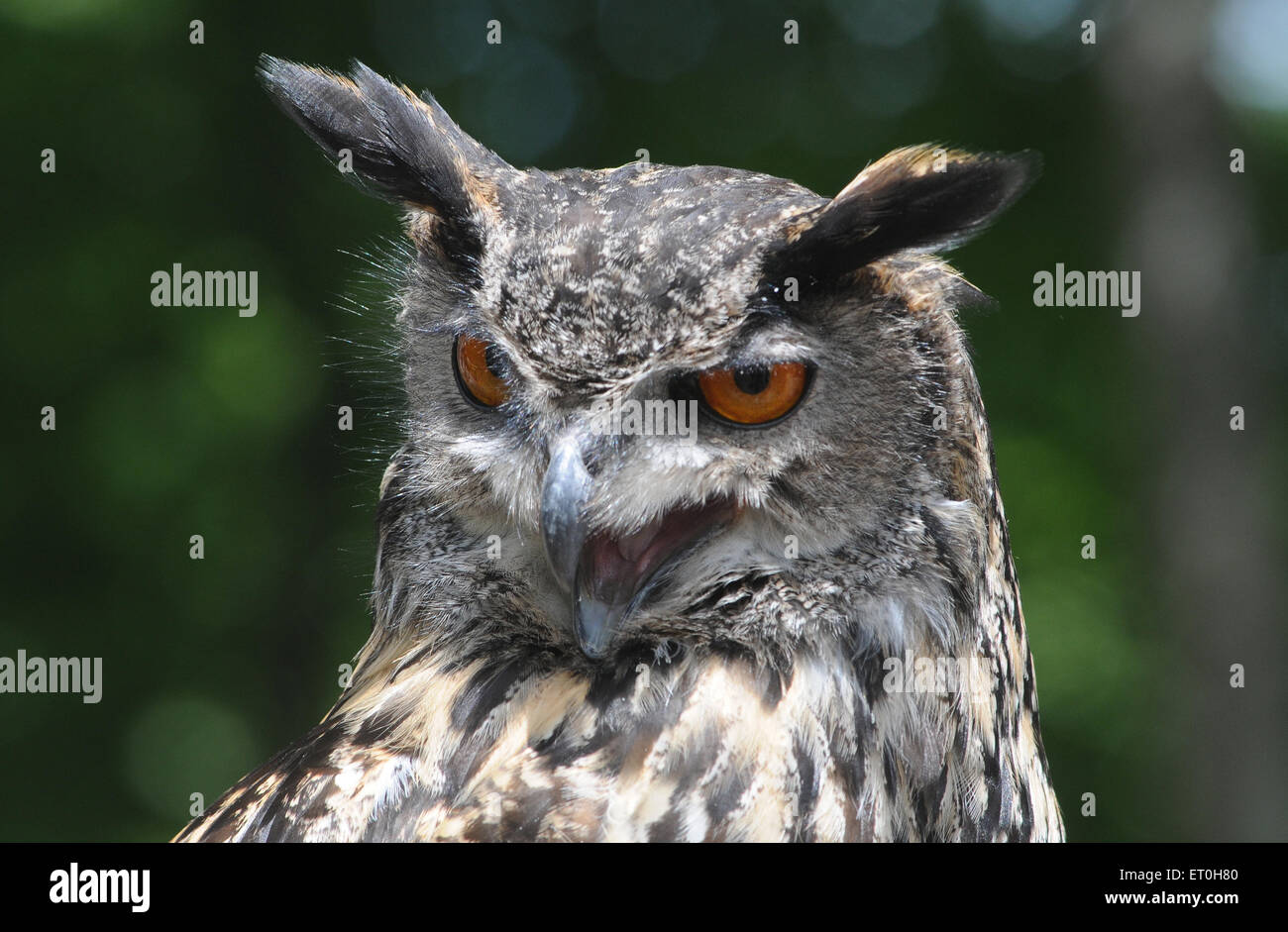 Maggio 2015 Un gufo reale Bubo bubo. Pic Mike Walker, Mike Walker foto Foto Stock
