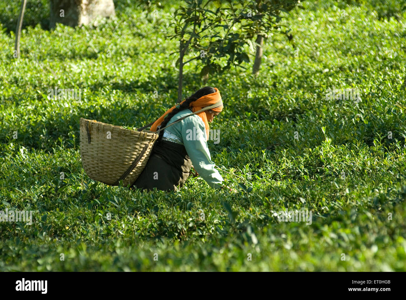 Donna spiumatura foglie da tè giardino a palanpur ; Himachal Pradesh ; India NOMR Foto Stock